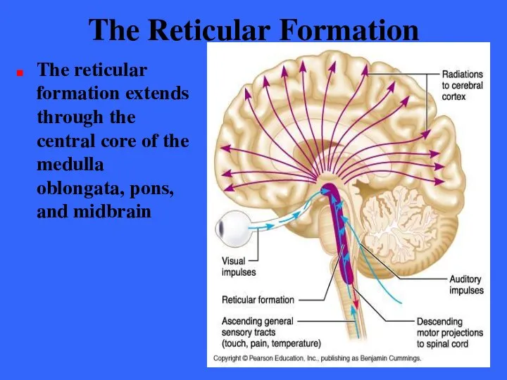 The Reticular Formation The reticular formation extends through the central core