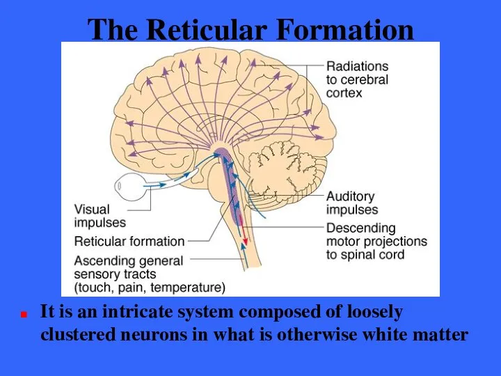 The Reticular Formation It is an intricate system composed of loosely