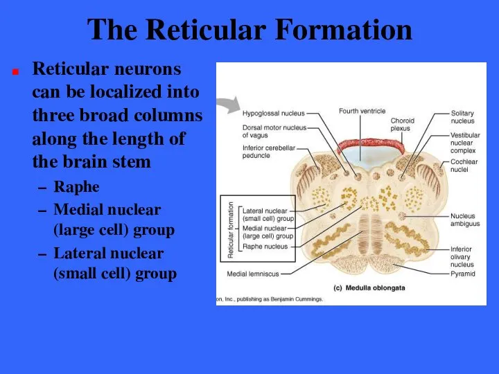 The Reticular Formation Reticular neurons can be localized into three broad