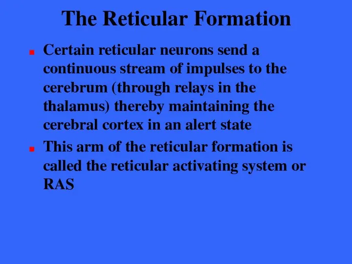 The Reticular Formation Certain reticular neurons send a continuous stream of