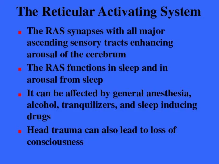 The Reticular Activating System The RAS synapses with all major ascending