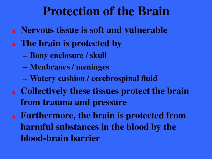 Protection of the Brain Nervous tissue is soft and vulnerable The