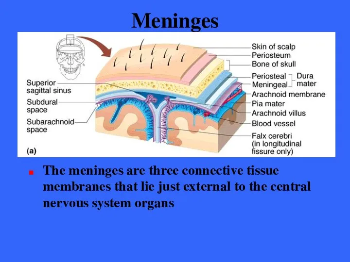 Meninges The meninges are three connective tissue membranes that lie just