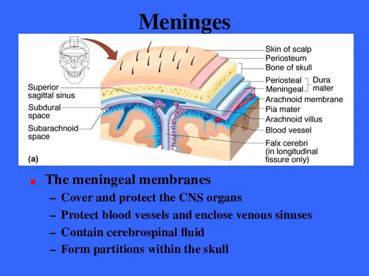 Meninges The meningeal membranes Cover and protect the CNS organs Protect