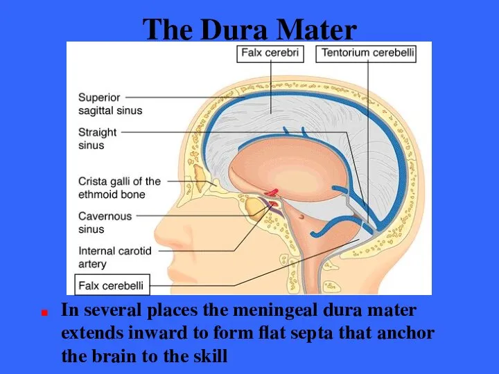 The Dura Mater In several places the meningeal dura mater extends