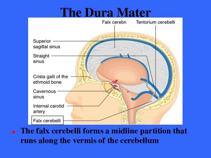 The Dura Mater The falx cerebelli forms a midline partition that