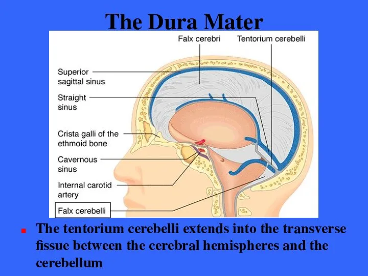 The Dura Mater The tentorium cerebelli extends into the transverse fissue