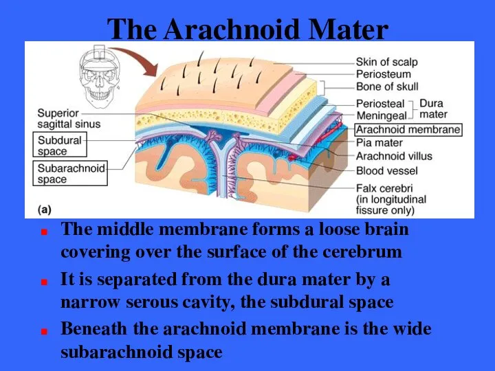 The Arachnoid Mater The middle membrane forms a loose brain covering