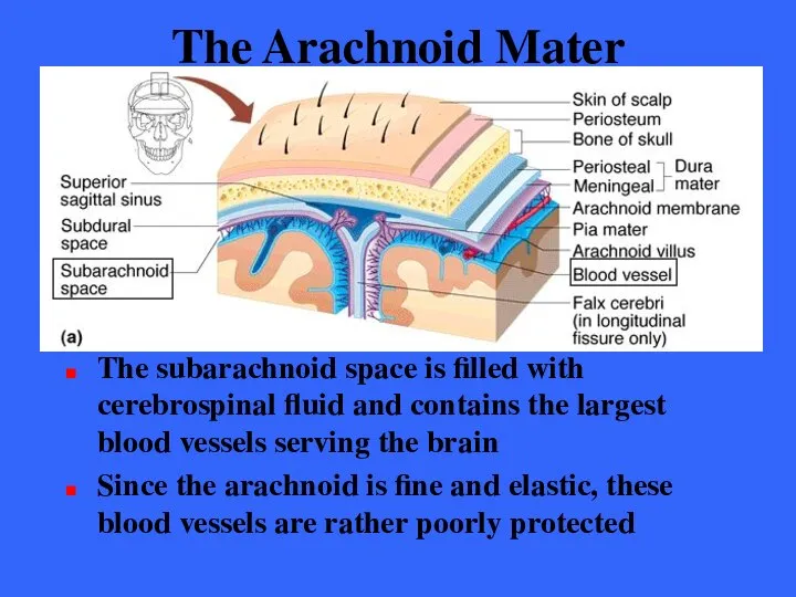 The Arachnoid Mater The subarachnoid space is filled with cerebrospinal fluid