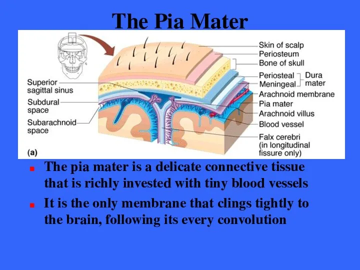 The Pia Mater The pia mater is a delicate connective tissue