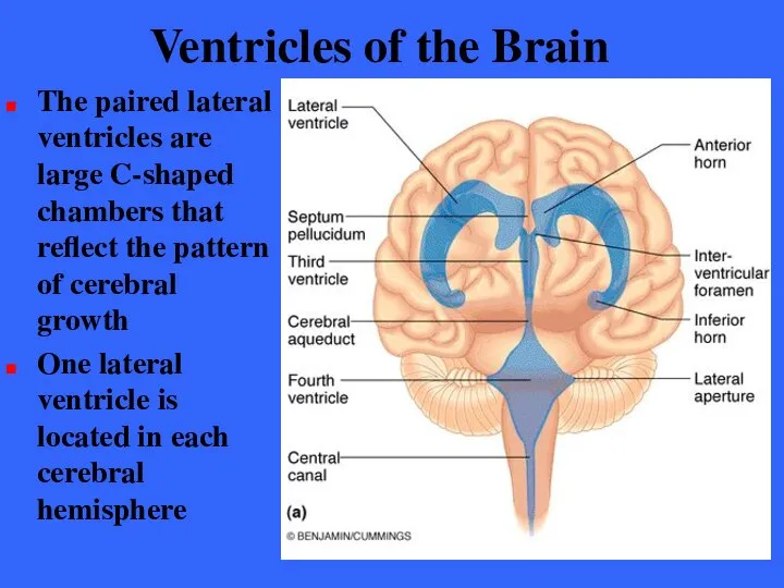 Ventricles of the Brain The paired lateral ventricles are large C-shaped