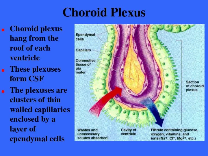 Choroid Plexus Choroid plexus hang from the roof of each ventricle