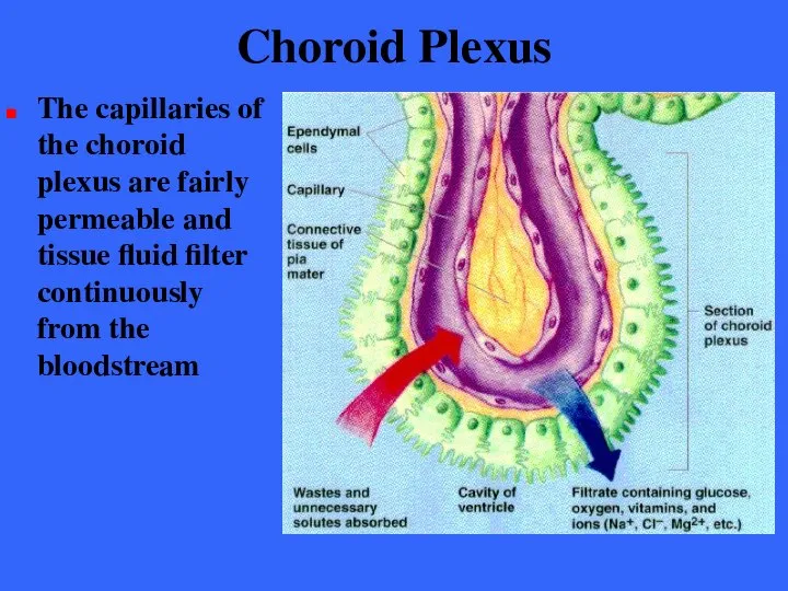 Choroid Plexus The capillaries of the choroid plexus are fairly permeable