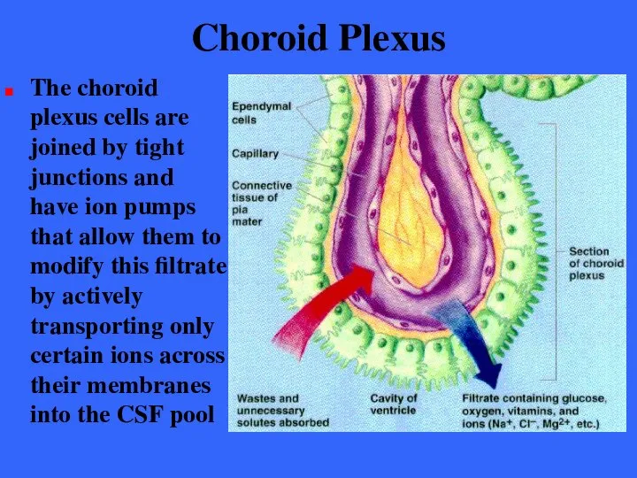 Choroid Plexus The choroid plexus cells are joined by tight junctions