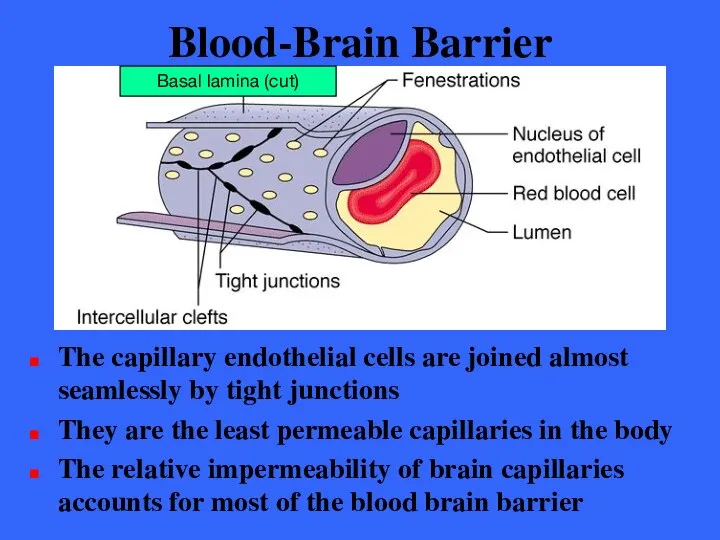 Blood-Brain Barrier The capillary endothelial cells are joined almost seamlessly by