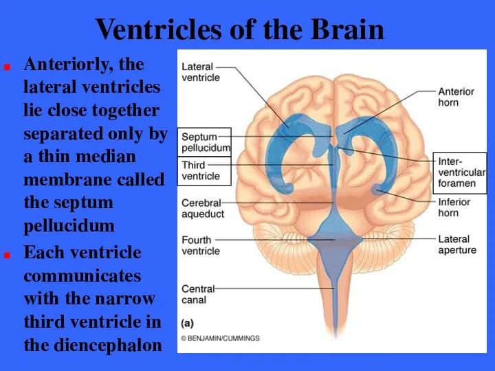 Ventricles of the Brain Anteriorly, the lateral ventricles lie close together