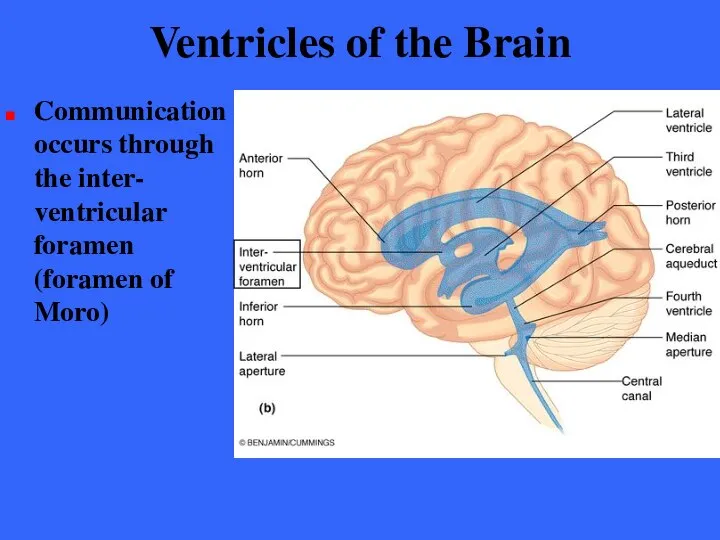 Ventricles of the Brain Communication occurs through the inter- ventricular foramen (foramen of Moro)