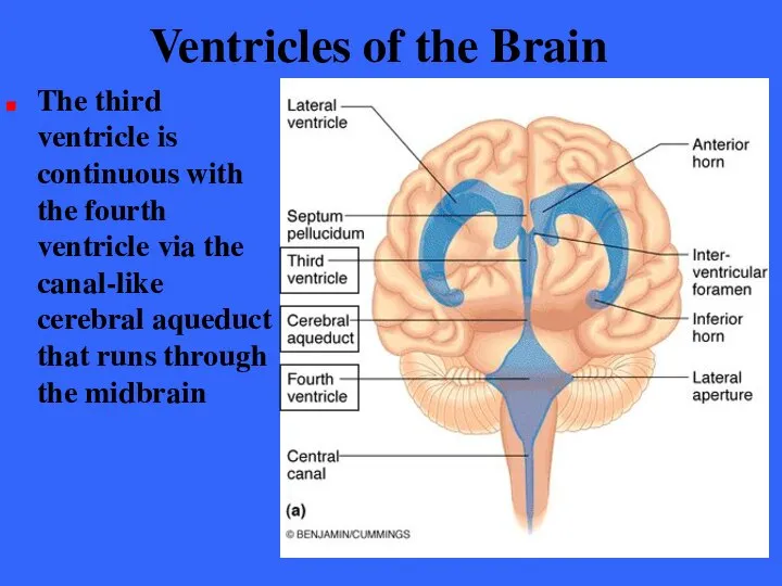 Ventricles of the Brain The third ventricle is continuous with the