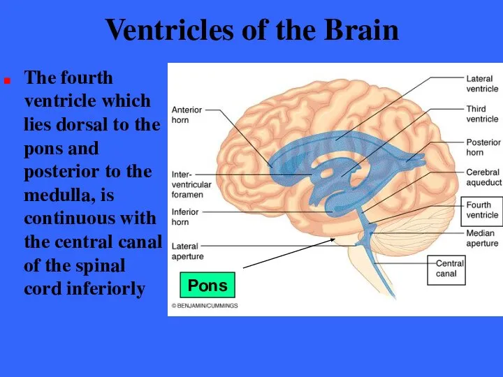 Ventricles of the Brain The fourth ventricle which lies dorsal to