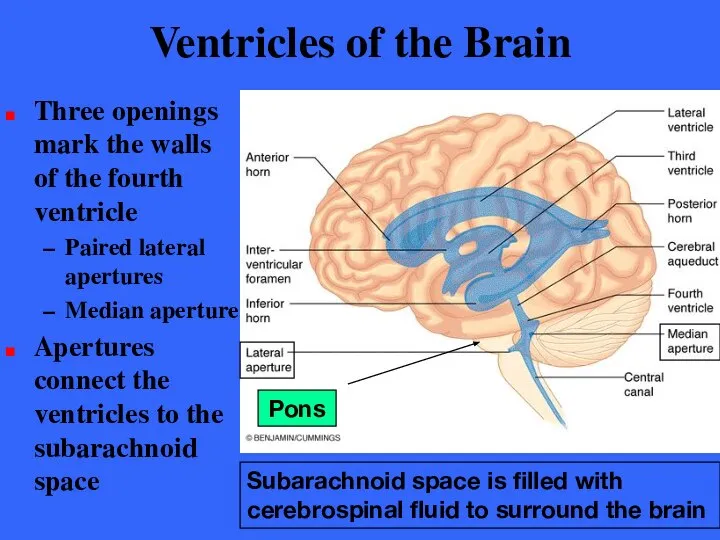 Ventricles of the Brain Three openings mark the walls of the