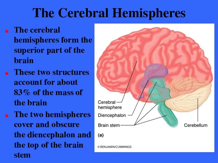 The Cerebral Hemispheres The cerebral hemispheres form the superior part of