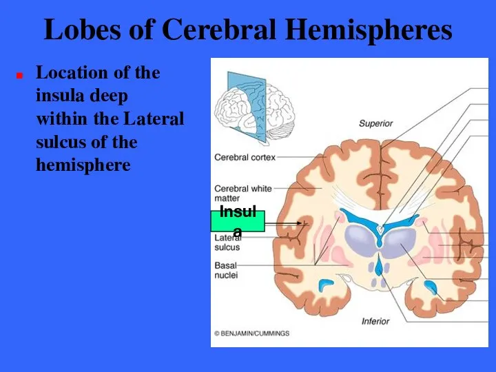 Lobes of Cerebral Hemispheres Location of the insula deep within the
