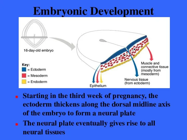 Embryonic Development Starting in the third week of pregnancy, the ectoderm