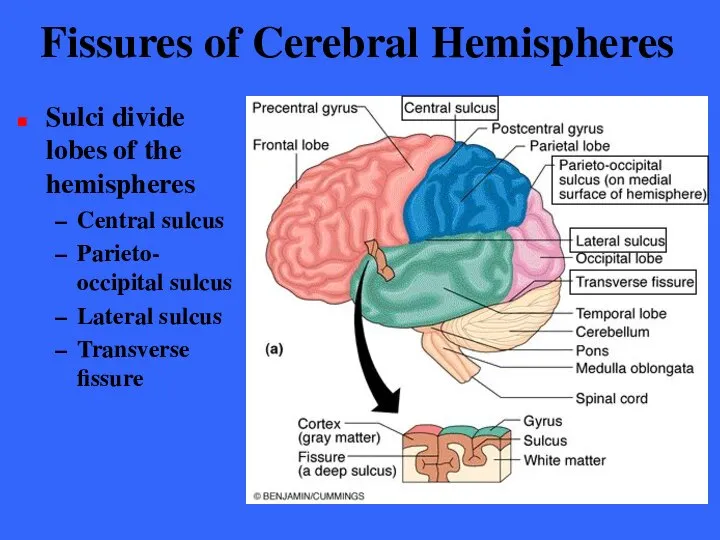 Fissures of Cerebral Hemispheres Sulci divide lobes of the hemispheres Central