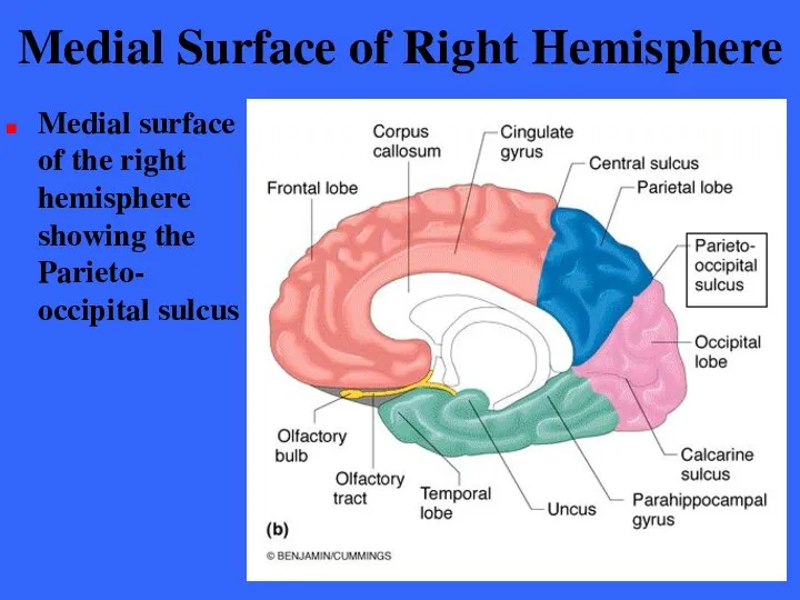 Medial Surface of Right Hemisphere Medial surface of the right hemisphere showing the Parieto- occipital sulcus