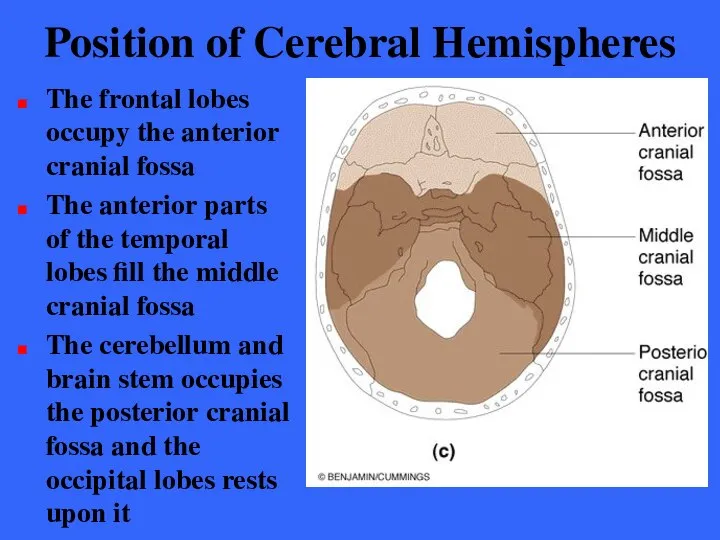 Position of Cerebral Hemispheres The frontal lobes occupy the anterior cranial