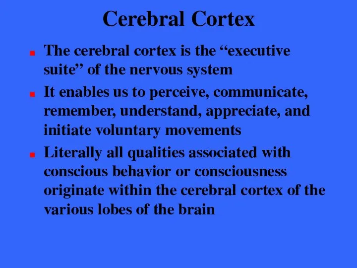 Cerebral Cortex The cerebral cortex is the “executive suite” of the