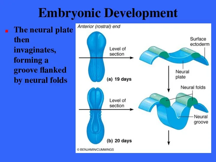 Embryonic Development The neural plate then invaginates, forming a groove flanked by neural folds