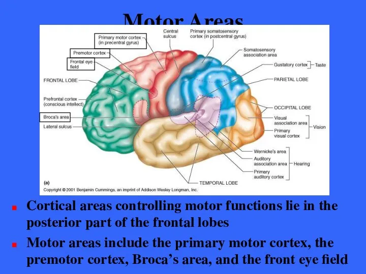 Motor Areas Cortical areas controlling motor functions lie in the posterior