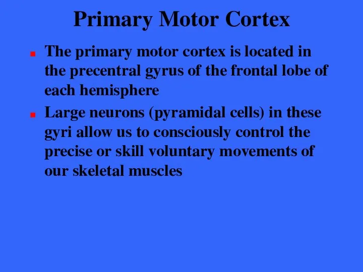 Primary Motor Cortex The primary motor cortex is located in the