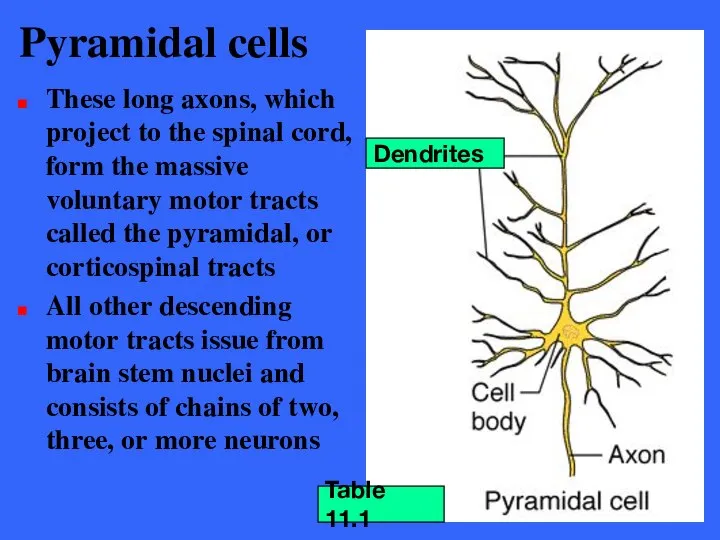 Pyramidal cells These long axons, which project to the spinal cord,