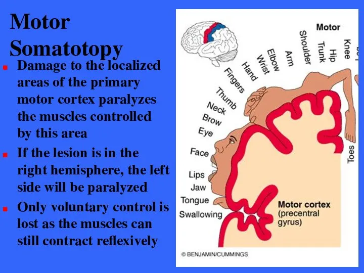 Motor Somatotopy Damage to the localized areas of the primary motor