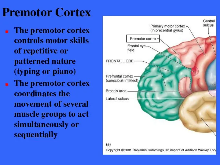 Premotor Cortex The premotor cortex controls motor skills of repetitive or