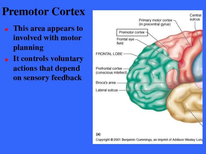 Premotor Cortex This area appears to involved with motor planning It