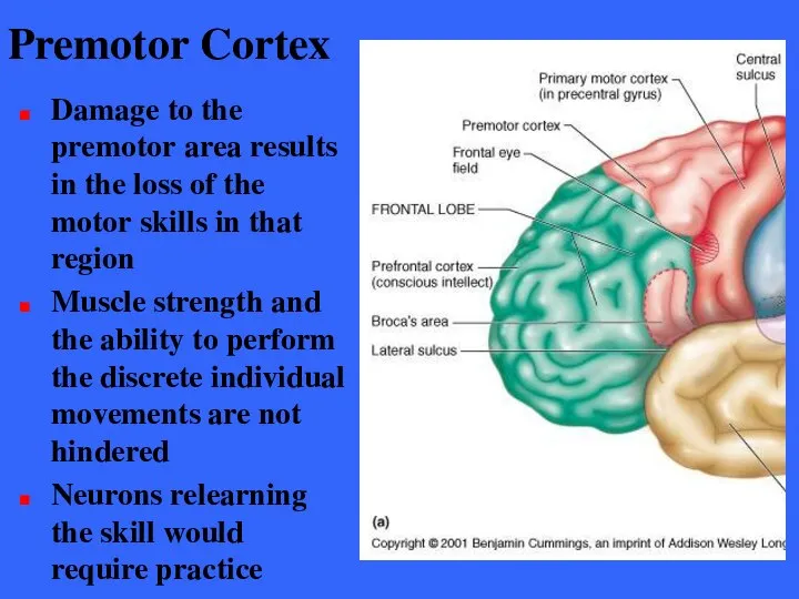 Premotor Cortex Damage to the premotor area results in the loss