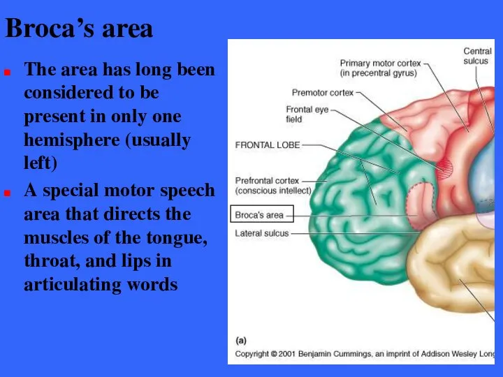 Broca’s area The area has long been considered to be present