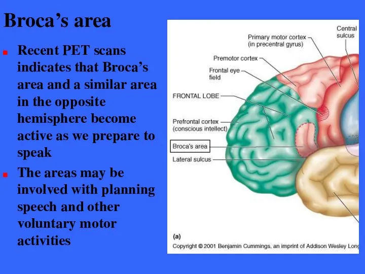 Broca’s area Recent PET scans indicates that Broca’s area and a