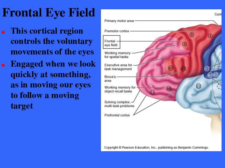 Frontal Eye Field This cortical region controls the voluntary movements of