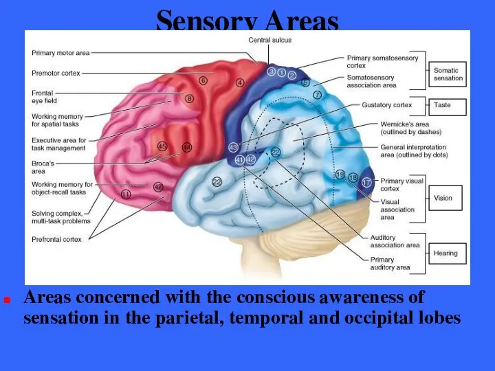 Sensory Areas Areas concerned with the conscious awareness of sensation in