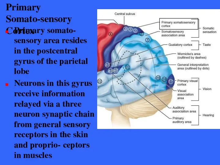 Primary Somato-sensory Cortex Primary somato- sensory area resides in the postcentral