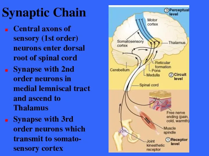 Synaptic Chain Central axons of sensory (1st order) neurons enter dorsal