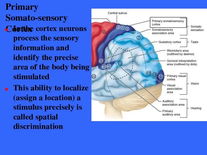 Primary Somato-sensory Cortex In the cortex neurons process the sensory information