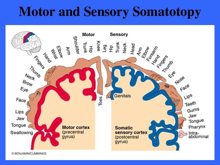 Motor and Sensory Somatotopy