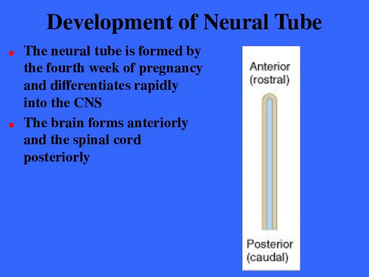 Development of Neural Tube The neural tube is formed by the