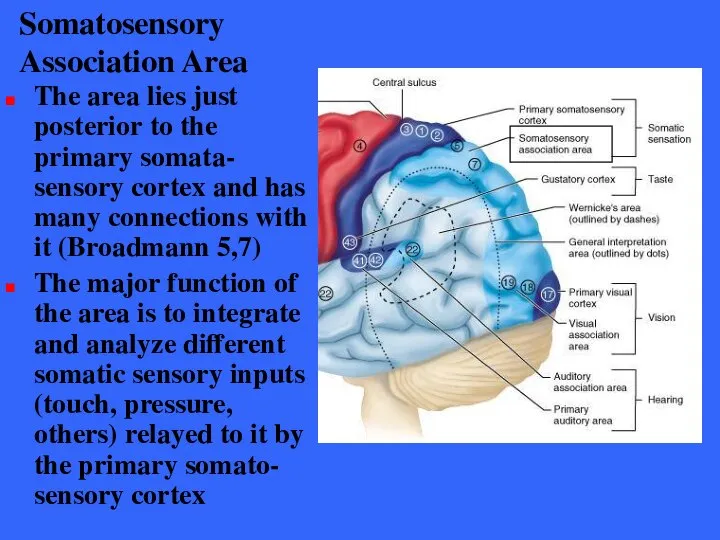 Somatosensory Association Area The area lies just posterior to the primary