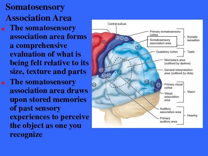 Somatosensory Association Area The somatosensory association area forms a comprehensive evaluation